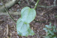 Streptothamnus moorei