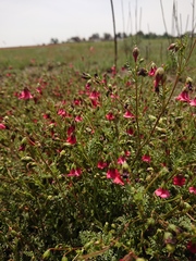 Hermannia erodioides