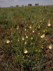 Hermannia erodioides