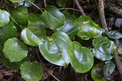 Streptothamnus moorei