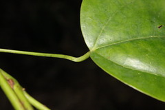 Streptothamnus moorei