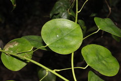 Streptothamnus moorei