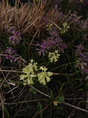 Ledebouria minima