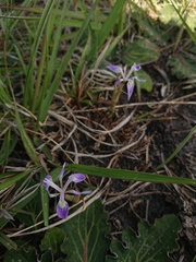 Moraea simulans
