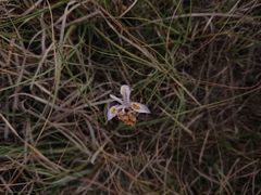 Moraea stricta