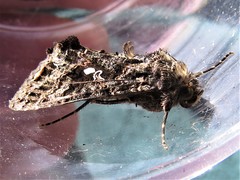 Ctenoplusia limbirena