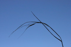 Microlaena stipoides stipoides