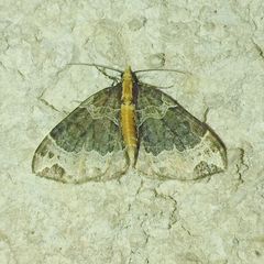 Ecliptopera capitata