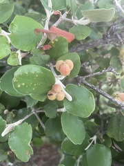Androstachys johnsonii