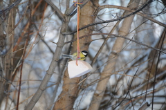 Parus major