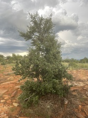 Androstachys johnsonii