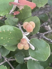 Androstachys johnsonii