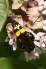 Scolia fuciformis