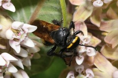 Scolia fuciformis