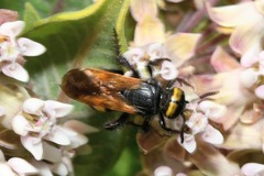 Scolia fuciformis