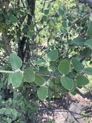 Androstachys johnsonii