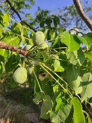 Sclerocarya birrea caffra