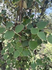 Androstachys johnsonii