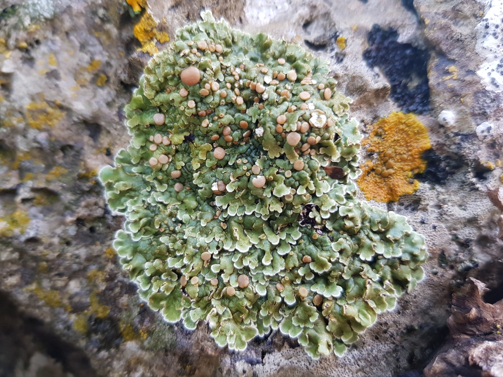 Squamarina cartilaginea