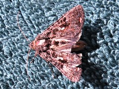 Ctenoplusia limbirena