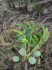 Sclerocarya birrea caffra