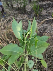 Sclerocarya birrea caffra