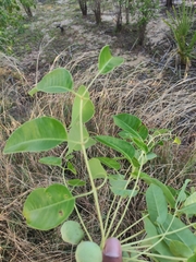 Sclerocarya birrea caffra