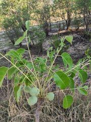 Sclerocarya birrea caffra