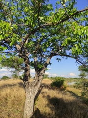 Sclerocarya birrea caffra