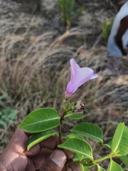 Cryptostegia