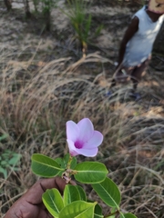 Cryptostegia