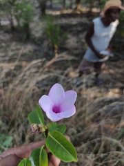 Cryptostegia