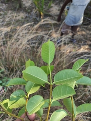 Cryptostegia
