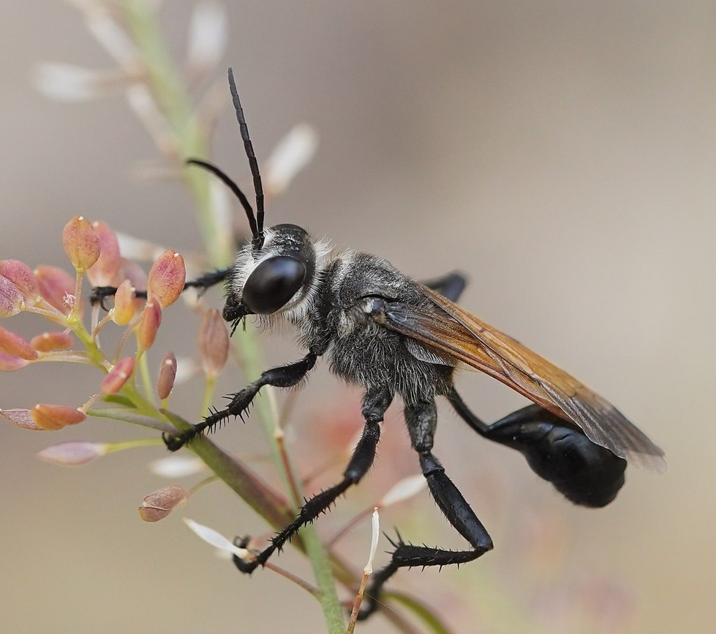 Prionyx saevus