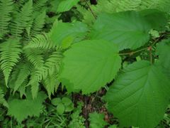 Corylus sieboldiana mandshurica