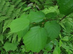Corylus sieboldiana mandshurica