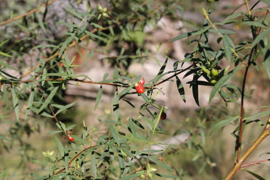 Pimelea neoanglica, The Falls QLD 4373, Australia, by darren_fielder