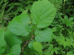 Corylus sieboldiana mandshurica