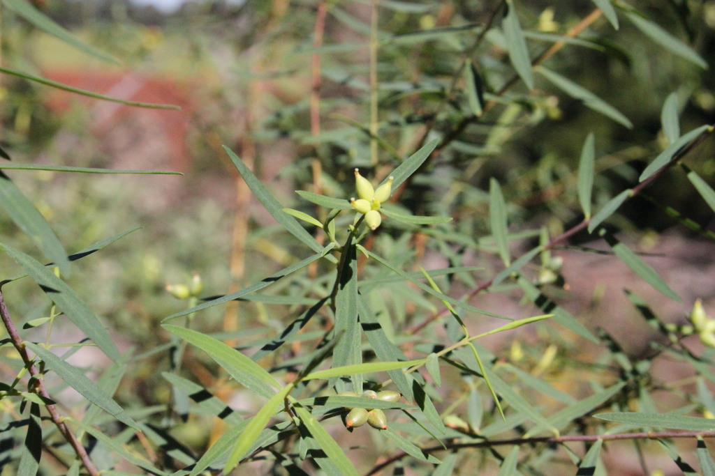 Pimelea neoanglica, The Falls QLD 4373, Australia, by darren_fielder