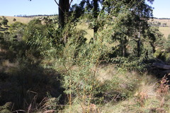 Pimelea neoanglica