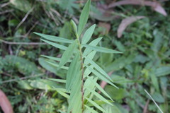 Pimelea neoanglica