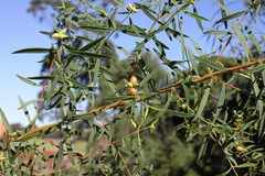Pimelea neoanglica