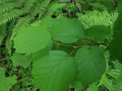 Corylus sieboldiana mandshurica