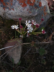 Zaluzianskya elongata