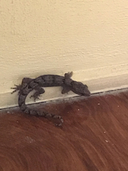 Dactylocnemis pacificus