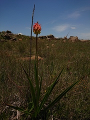 Kniphofia rigidifolia