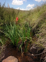 Kniphofia fluviatilis