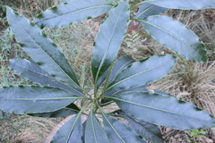 Pittosporum undulatum