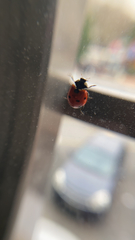 Coccinella septempunctata