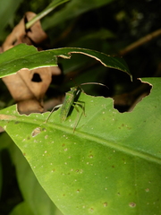Hyalopeplus spinosus